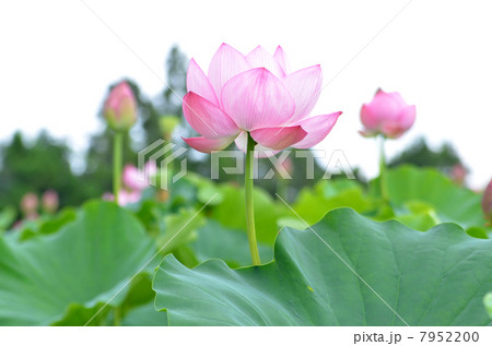 ハスの花 7952200