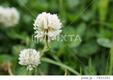 シロツメクサの花 7952201