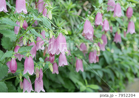 ホタルブクロの花 7952204