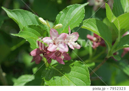 ハコネウツギの花 7952323