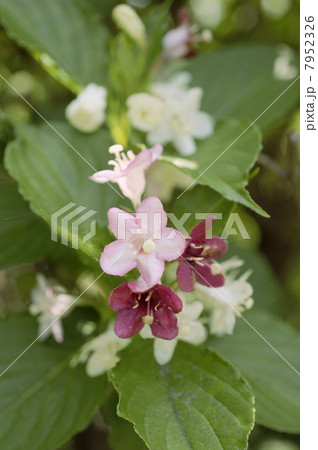 ハコネウツギの花 7952326