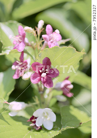ハコネウツギの花 ハコネウツギの花 7952327