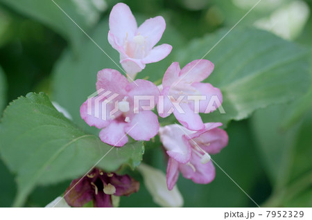 ハコネウツギの花 ハコネウツギの花 7952329