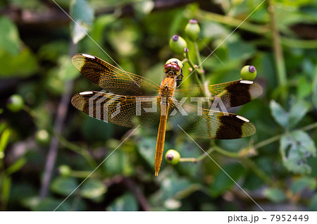 ミヤマアカネトンボ ミヤマアカネトンボ 7952449