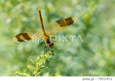 ミヤマアカネトンボ ミヤマアカネトンボ 7952451
