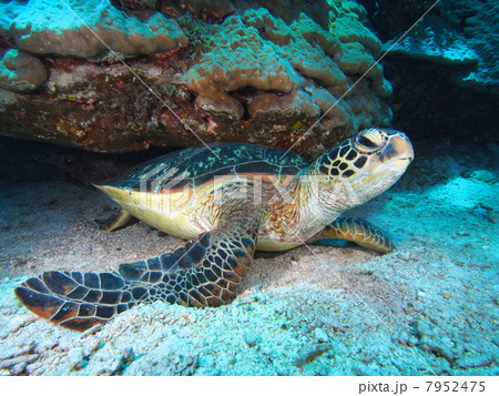 ウミガメ 7952475