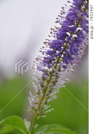 クガイソウのクローズアップ 7952497