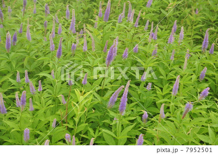 クガイソウの群落 7952501