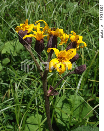 夏の湿原で一番目立つマルバダケフキの花 7952804