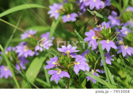 ブルーファンフラワー 7953008