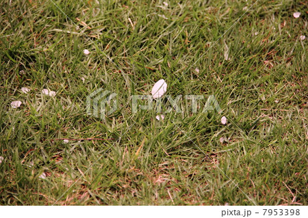 雹（ひょう）　２センチくらい 7953398