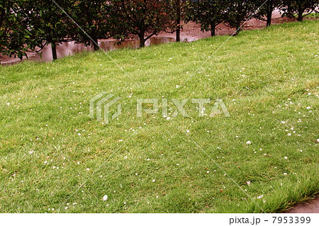 雹（ひょう）　２センチくらい 7953399