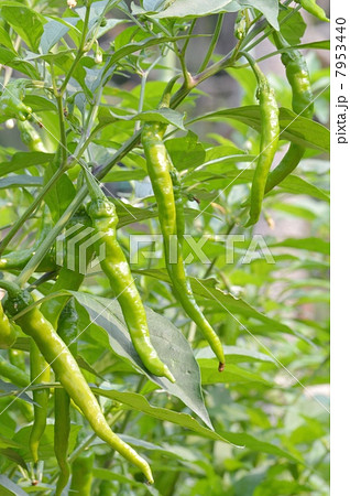 万願寺とうがらし 万願寺とうがらし 7953440