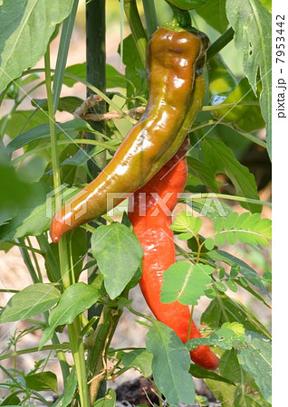 万願寺とうがらし 7953442