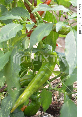 万願寺とうがらし 7953444