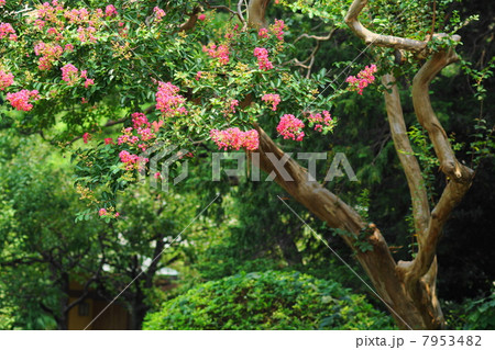 8月花　サルスベリ・ミソハギ科91 7953482