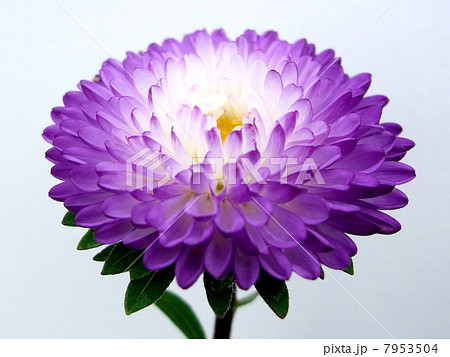 アスター 7953504