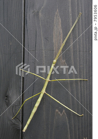 ナナフシ 7953606