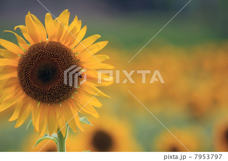 柳川のひまわり園 7953797