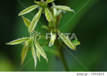 ムラサキシジミの幼虫 7953823