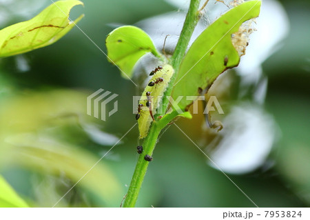 ムラサキシジミの幼虫 7953824
