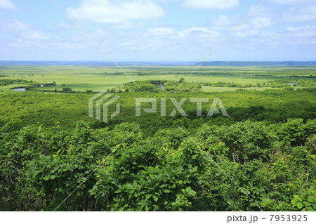 釧路湿原 7953925