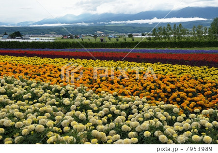 ファーム富田、秋の彩の畑 7953989