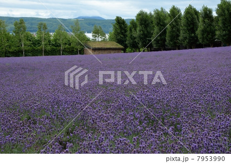 ファーム富田、倖の畑 7953990