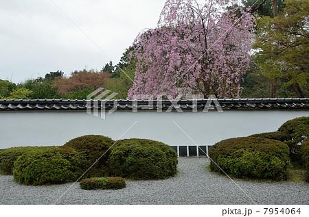 春の正伝寺 7954064