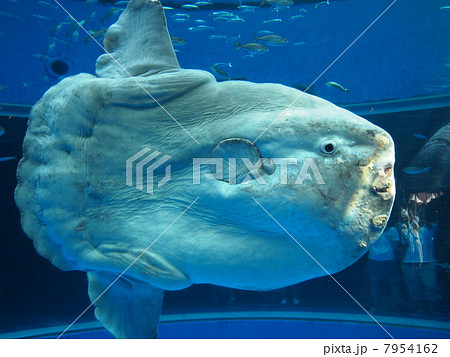 マンボウ 7954162