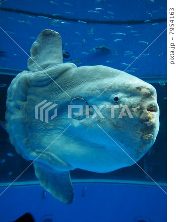 マンボウ 7954163