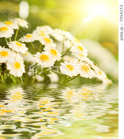 Camomile flowers reflected in water Camomile flowers reflected in water 7954253