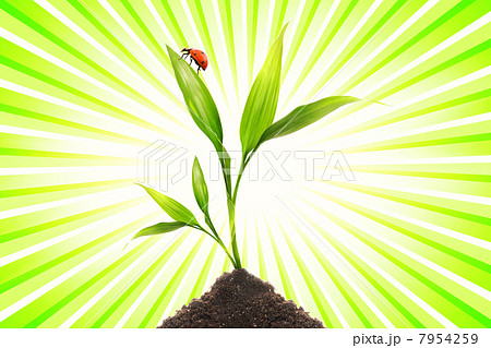 Ladybug sitting on a small plant Ladybug sitting on a small plant 7954259