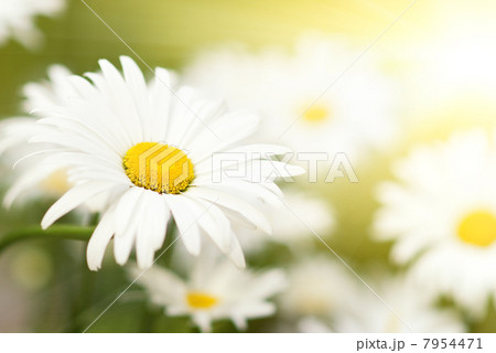 Camomile field 7954471