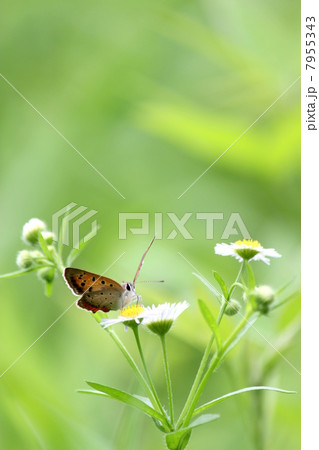 ベニシジミ ベニシジミ 7955343