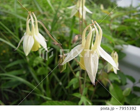 キバナノヤマオダマキ（４) 7955392