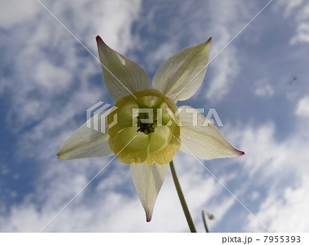 キバナノヤマオダマキ（２) 7955393