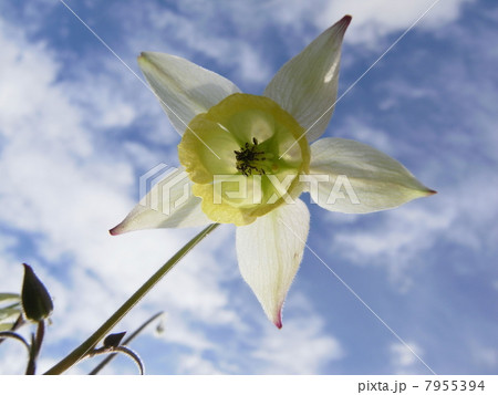 キバナノヤマオダマキ(3) キバナノヤマオダマキ(3) 7955394