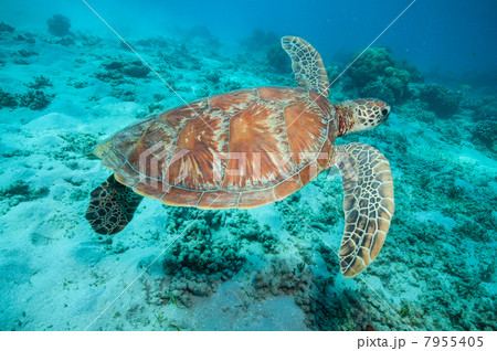 アオウミガメ 7955405