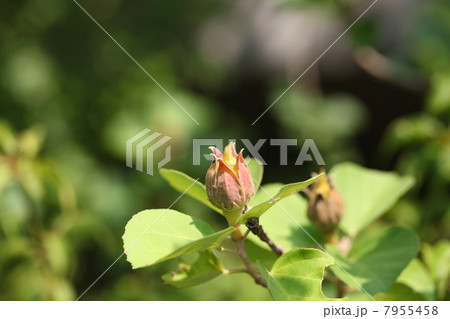 オオハマボウの花の蕾 7955458