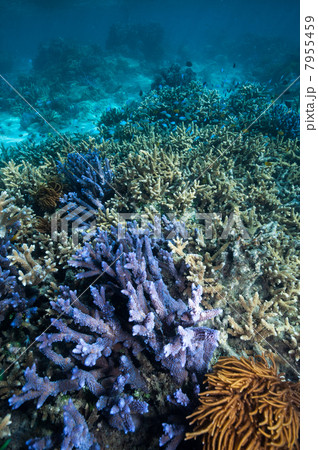 さんご礁 7955459