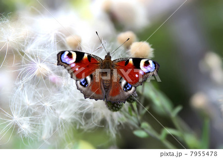 Butterfly on the plant. Butterfly on the plant. 7955478