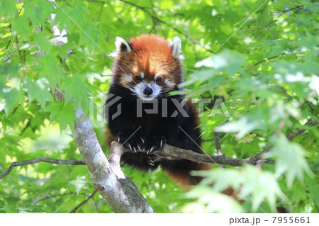 レッサーパンダ 7955661