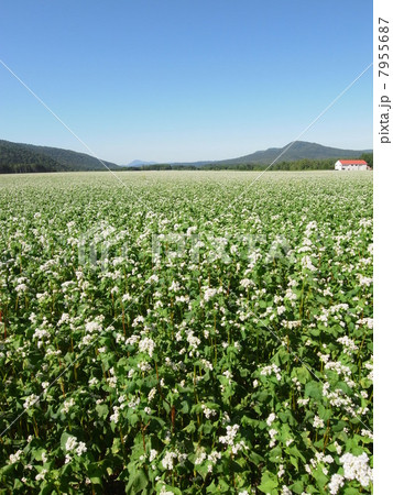 ソバ・ソバ畑(5) ソバ・ソバ畑(5) 7955687