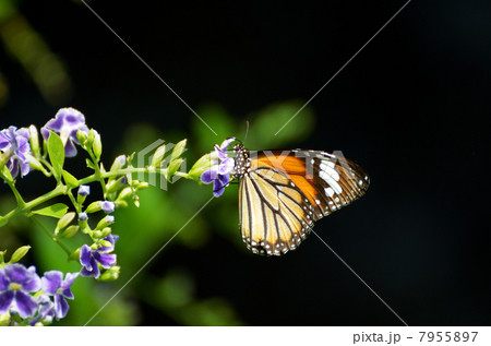 デュランタとスジグロカバマダラ 7955897