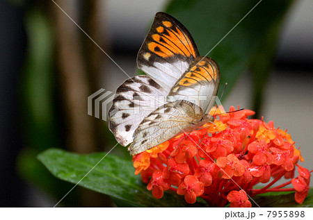 サンタンカにとまるツマベニチョウ サンタンカにとまるツマベニチョウ 7955898