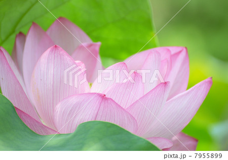 蓮の花 7955899