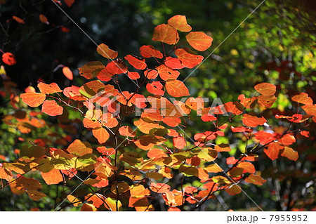 マルバノキの紅葉 7955952