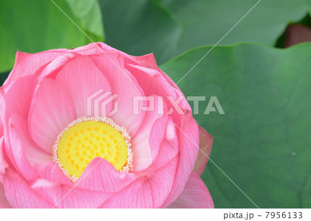蓮華 7956133