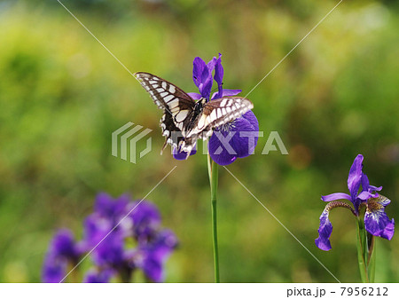 自生のアヤメ_キアゲハ 7956212